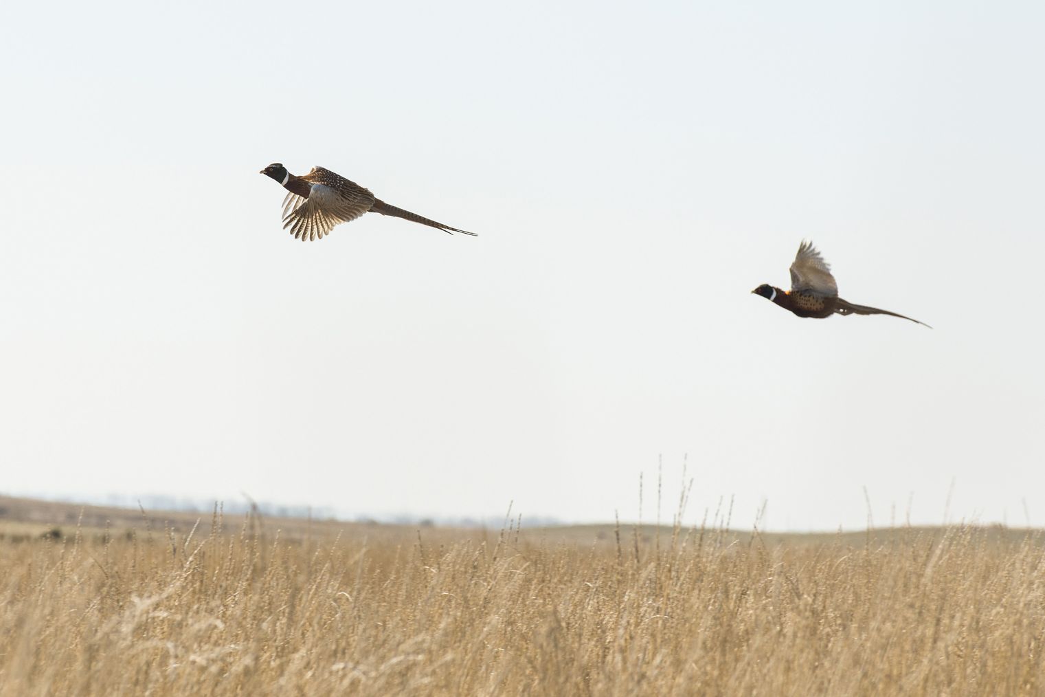 South Dakota pheasants