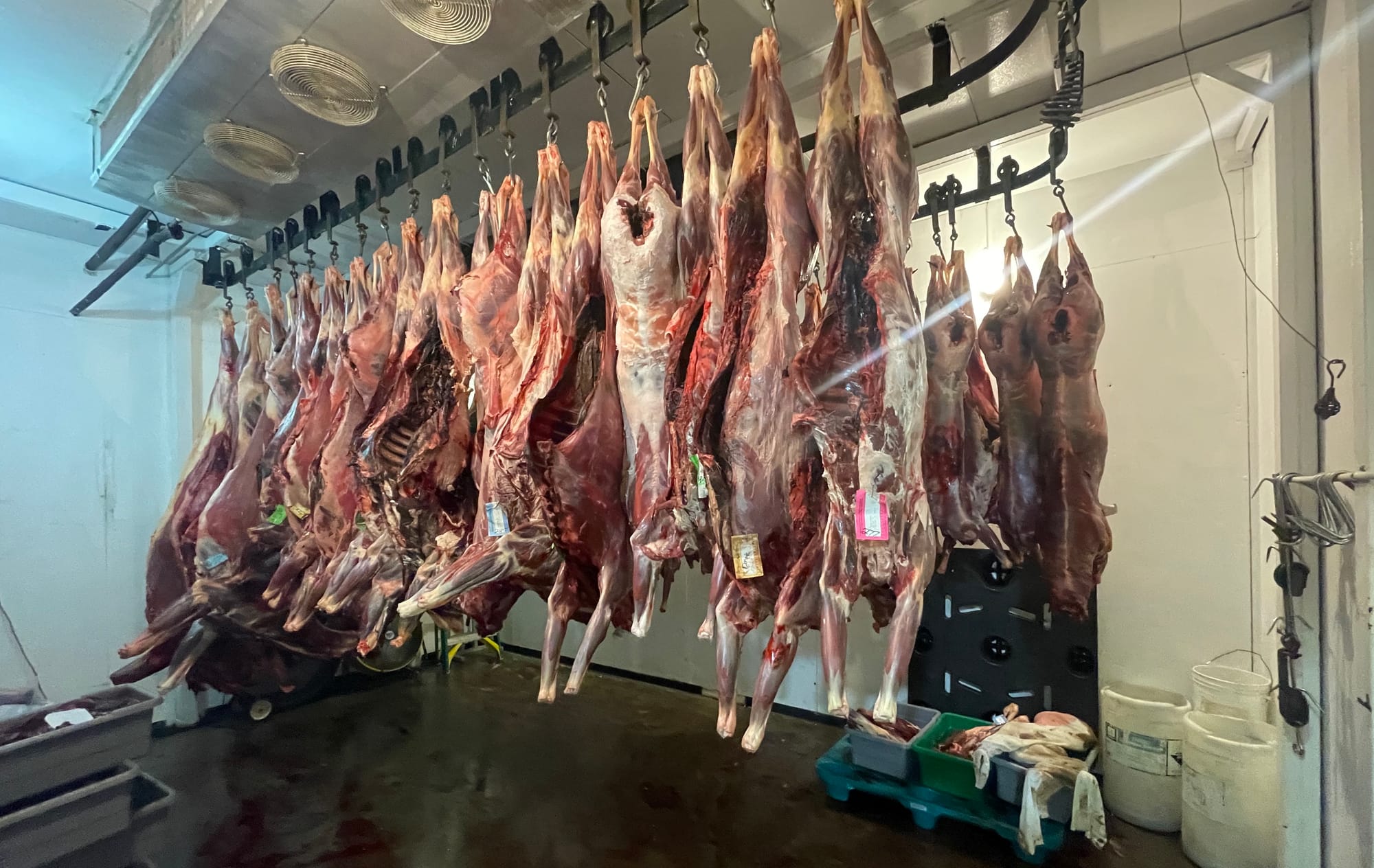 Skinned deer carcasses hang in a cooler at Cutting Edge Meat Market in Piedmont, South Dakota.
