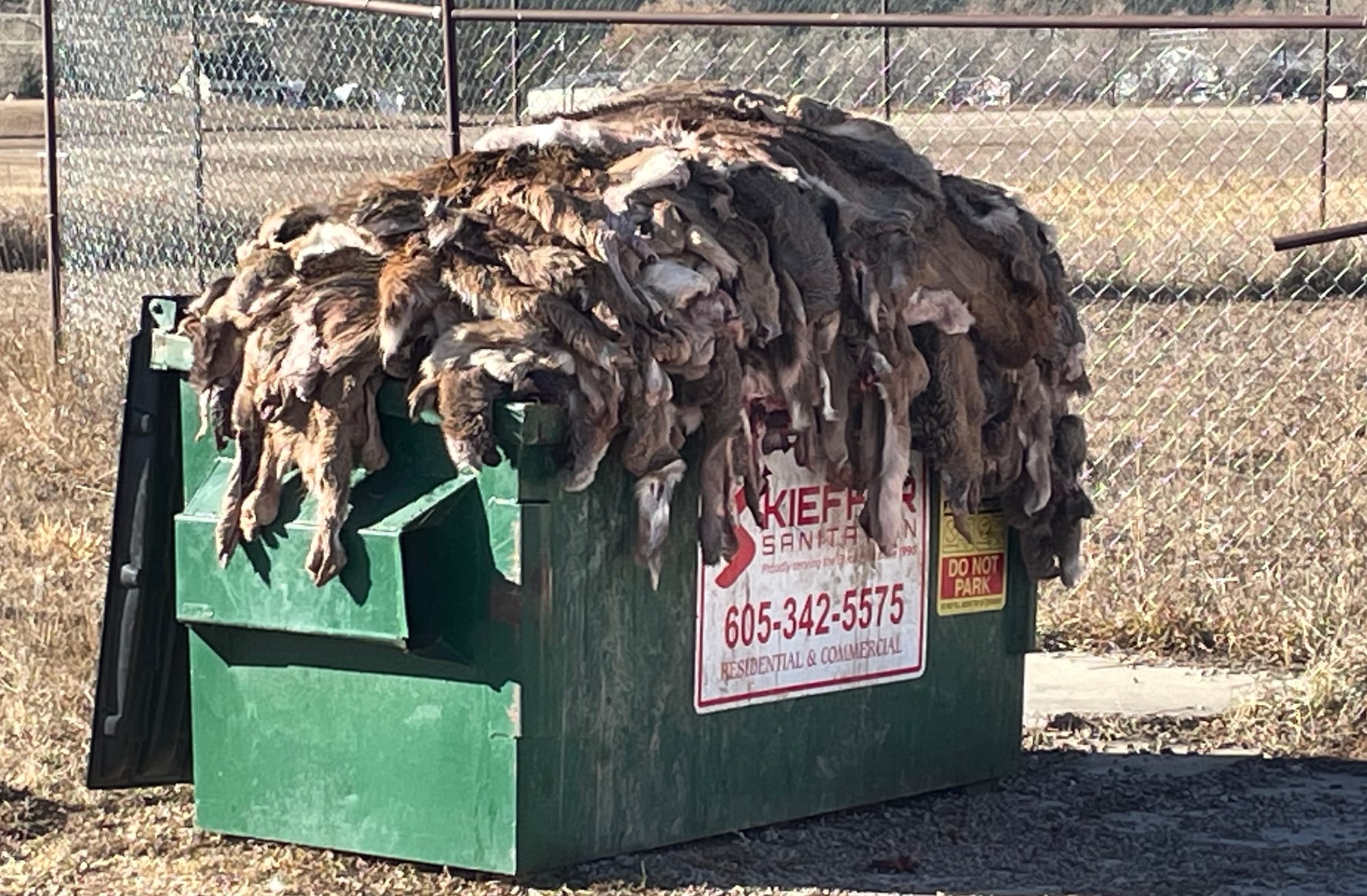 A large Dumpster overflows with deer hides outside the Cutting Edge Meat Market in Piedmont, S.D.