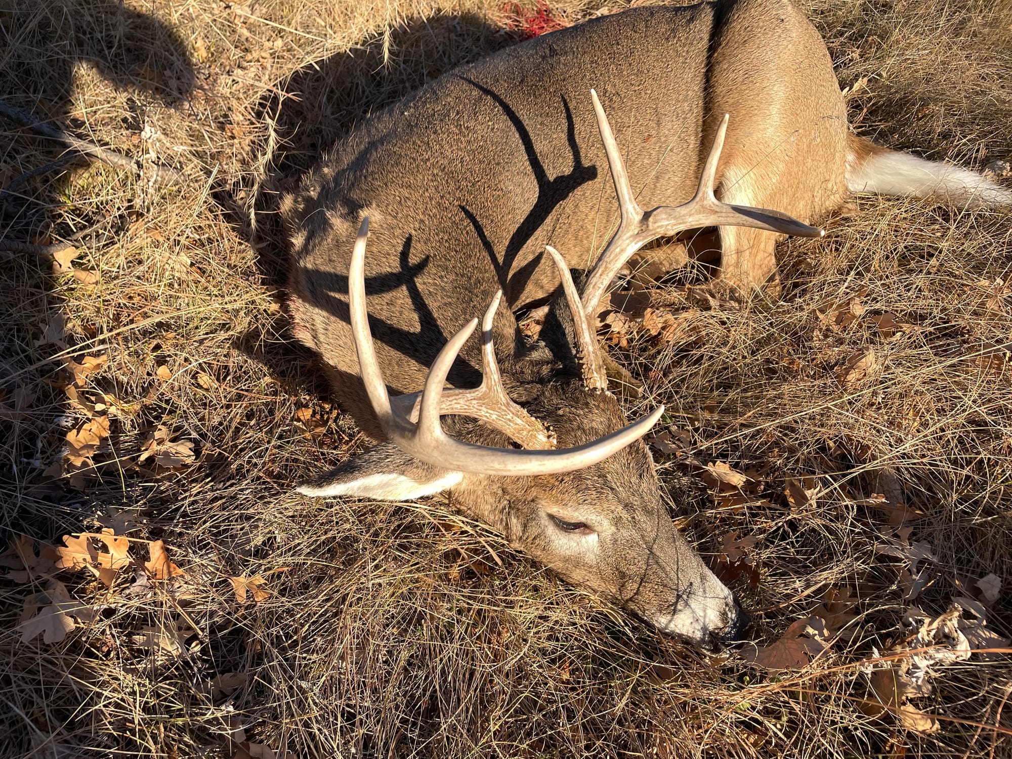 A buck is shown after being shot at a hunt in South Dakota.