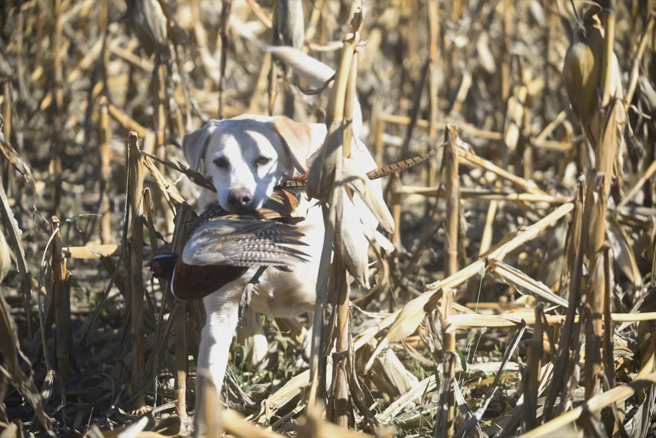 A dog retrieves a pheasant during a pheasant hunt