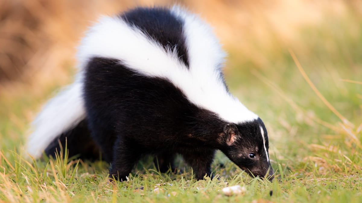 A skunk forages in the grass