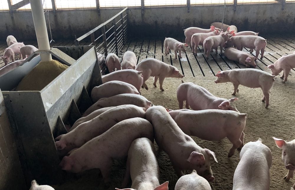 Pigs at a South Dakota hog farm