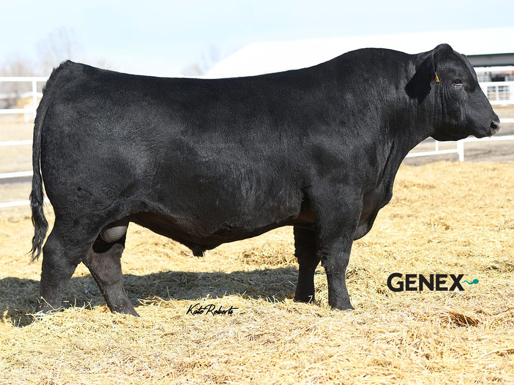 Spectrum the bull