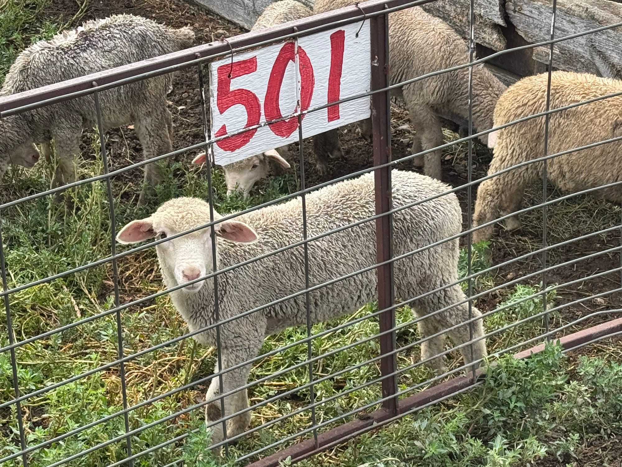 A lamb awaits sale on Sept. 18, 2025, at the Newell Sheep Yards in Newell, S.D. (Photo: Bart Pfankuch / South Dakota News Watch)