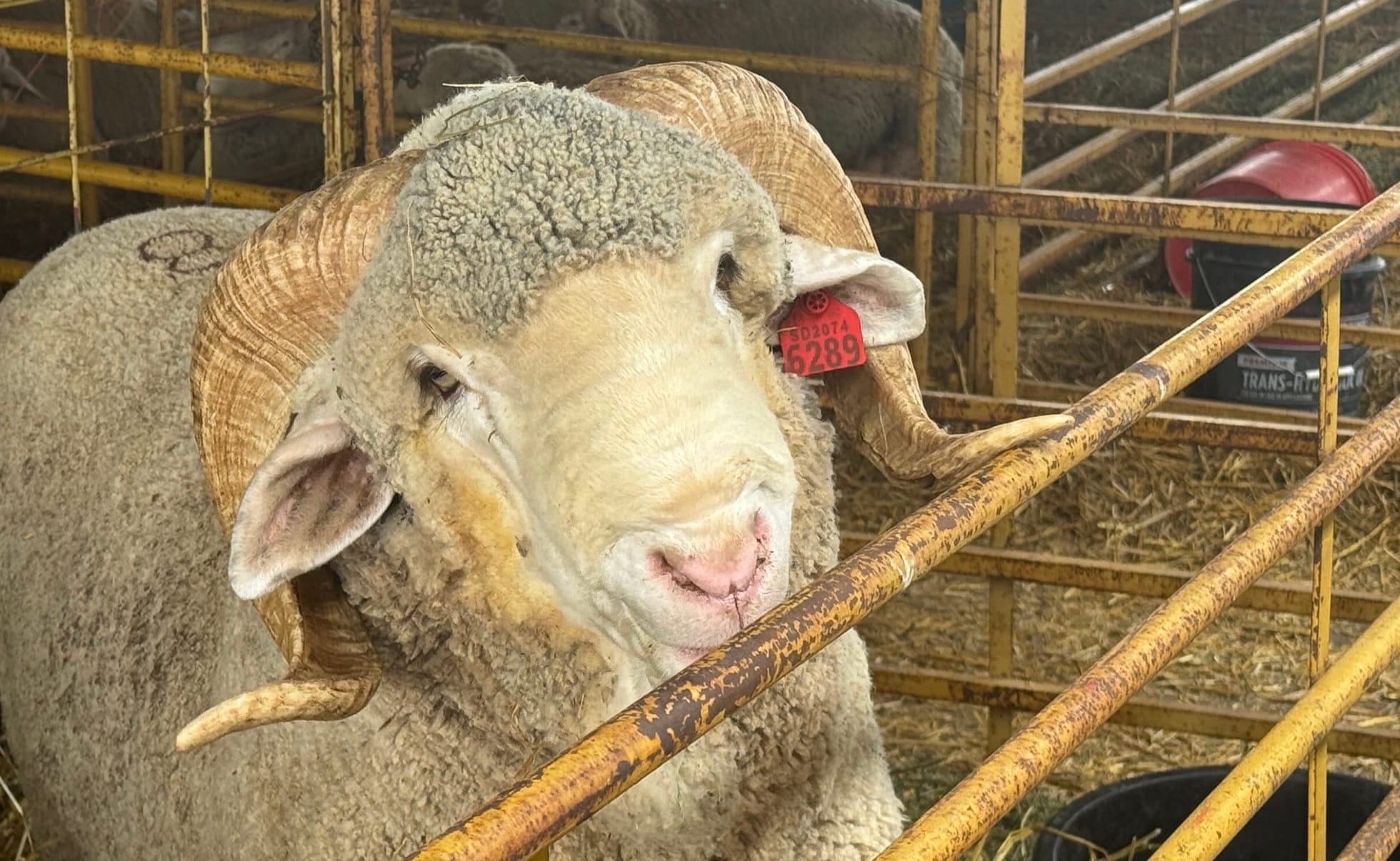 A sheep stands in a stall at the ram show held by the South Dakota Rambouillet Association in Newell, S.D., on Sept. 18, 2025. (Photo: Bart Pfankuch / South Dakota News Watch)