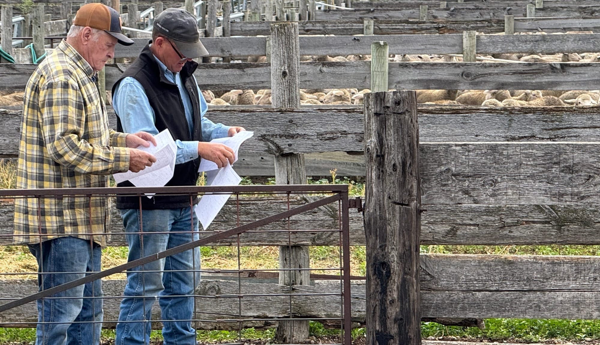 A pair of ranchers read up on sheep that were for sale on Sept. 18, 2025, at the Newell Sheep Yards in Newell, S.D. (Photo: Bart Pfankuch / South Dakota News Watch)