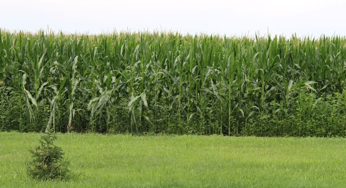 Farmers who grow corn, like this field near Dimock, S.D., shown in July 2023, expect a bumper crop but low prices for their product in 2025. (Photo: South Dakota News Watch file)