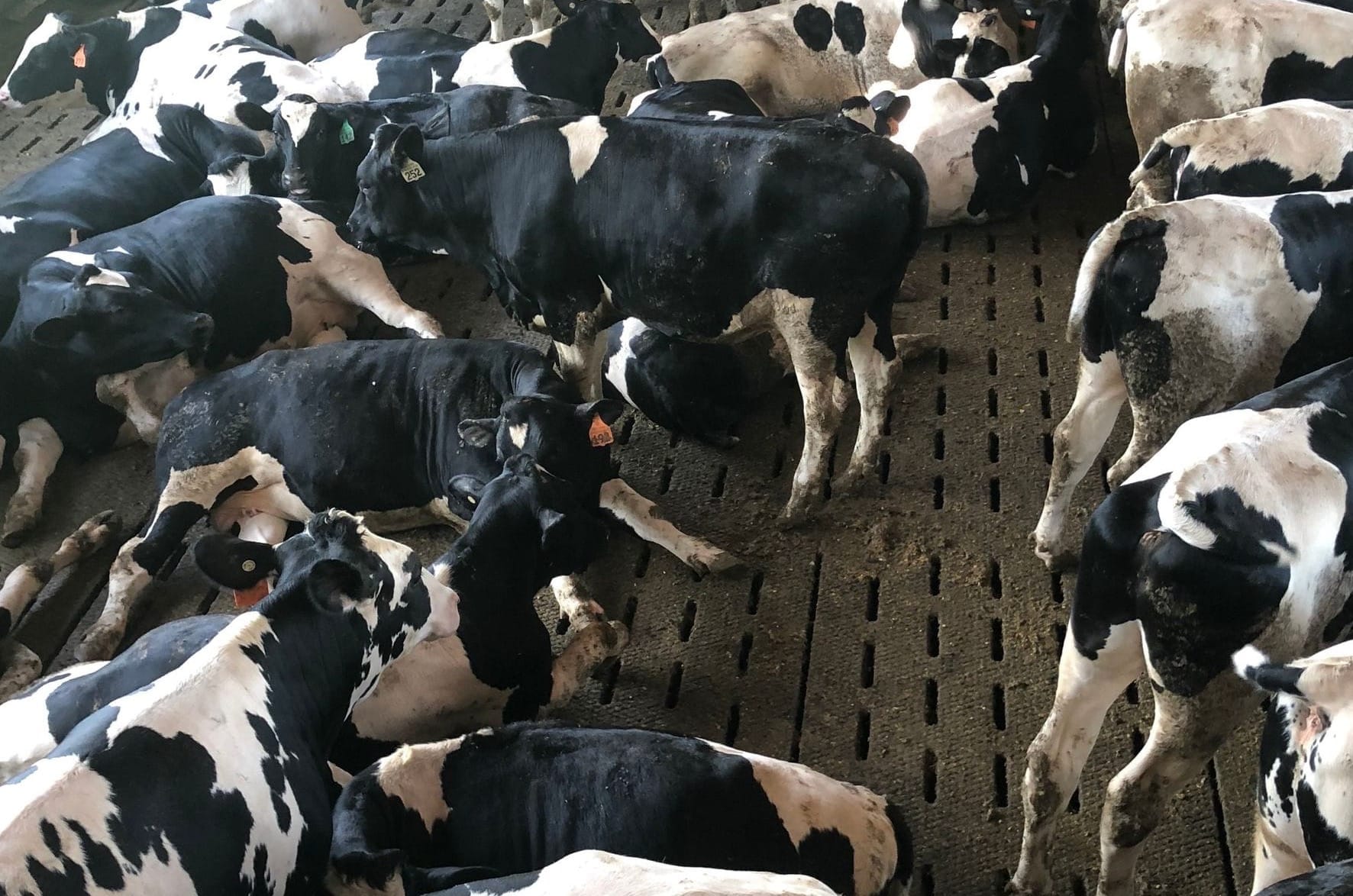 South Dakota cattle ranchers have experienced the good and the bad of President Trump's tariff policies within the year 2025. (Photo: Bart Pfankuch/South Dakota News Watch file image)