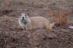 Is it legal to hunt prairie dogs in South Dakota?