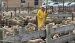 Tariffs and trade war bring volatility to SD ag industries