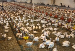 Bird flu in SD: Millions of birds dead, worry shifting to humans