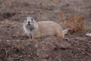Is it legal to hunt prairie dogs in South Dakota?