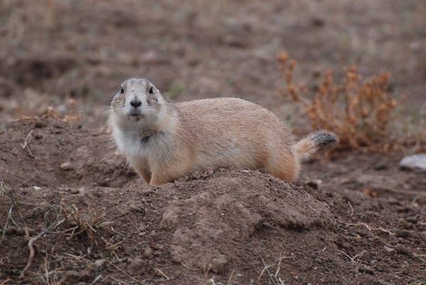 Is it legal to hunt prairie dogs in South Dakota?