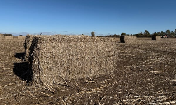 Hemp industry grows amid federal legality battle