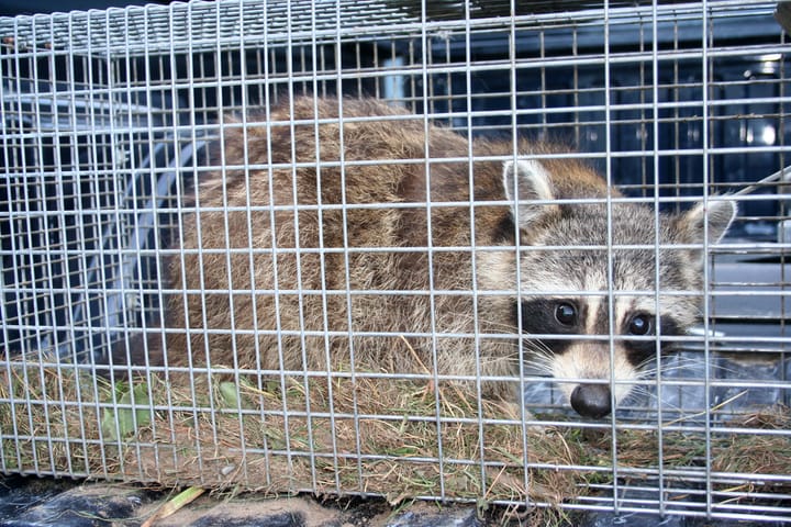 A racoon in a cage