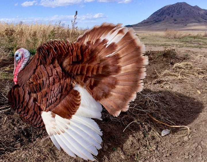 A fully grown Bourbon Red heritage tom turkey stands in a pasture at Bear Butte Gardens in South Dakota.