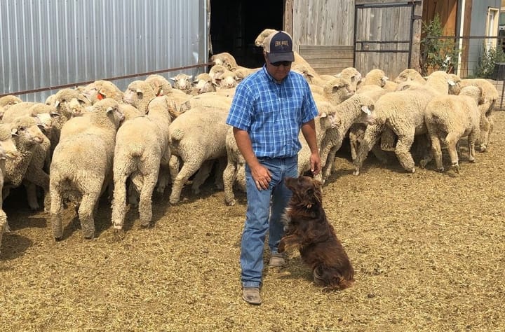 South Dakota sheep farmer sheep farmer John Erk with a flock behind him. 
