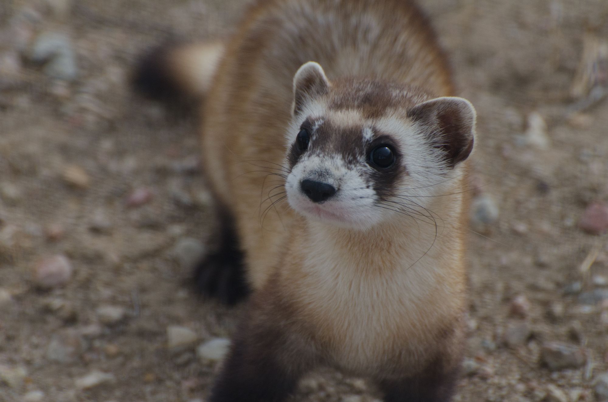 Black-footed ferret