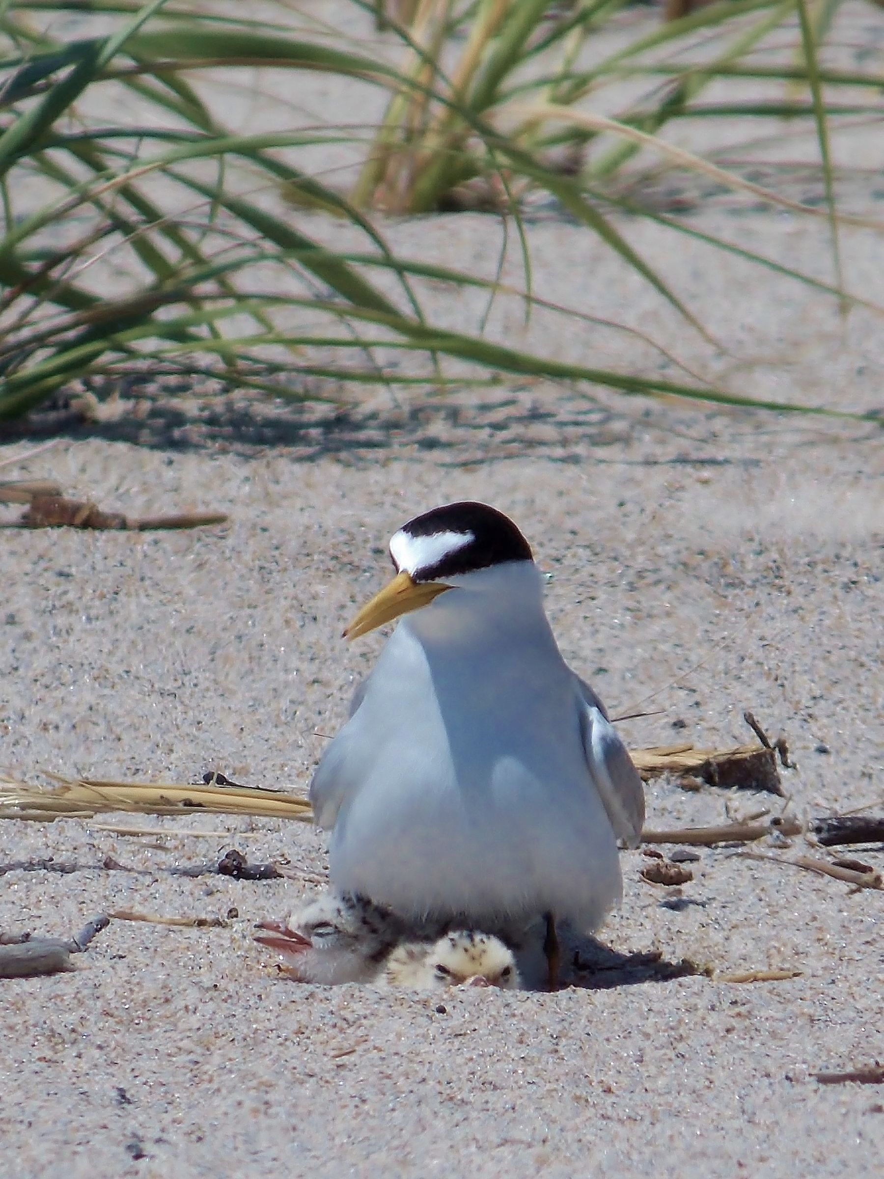 Gull sitting on chicks on a beach