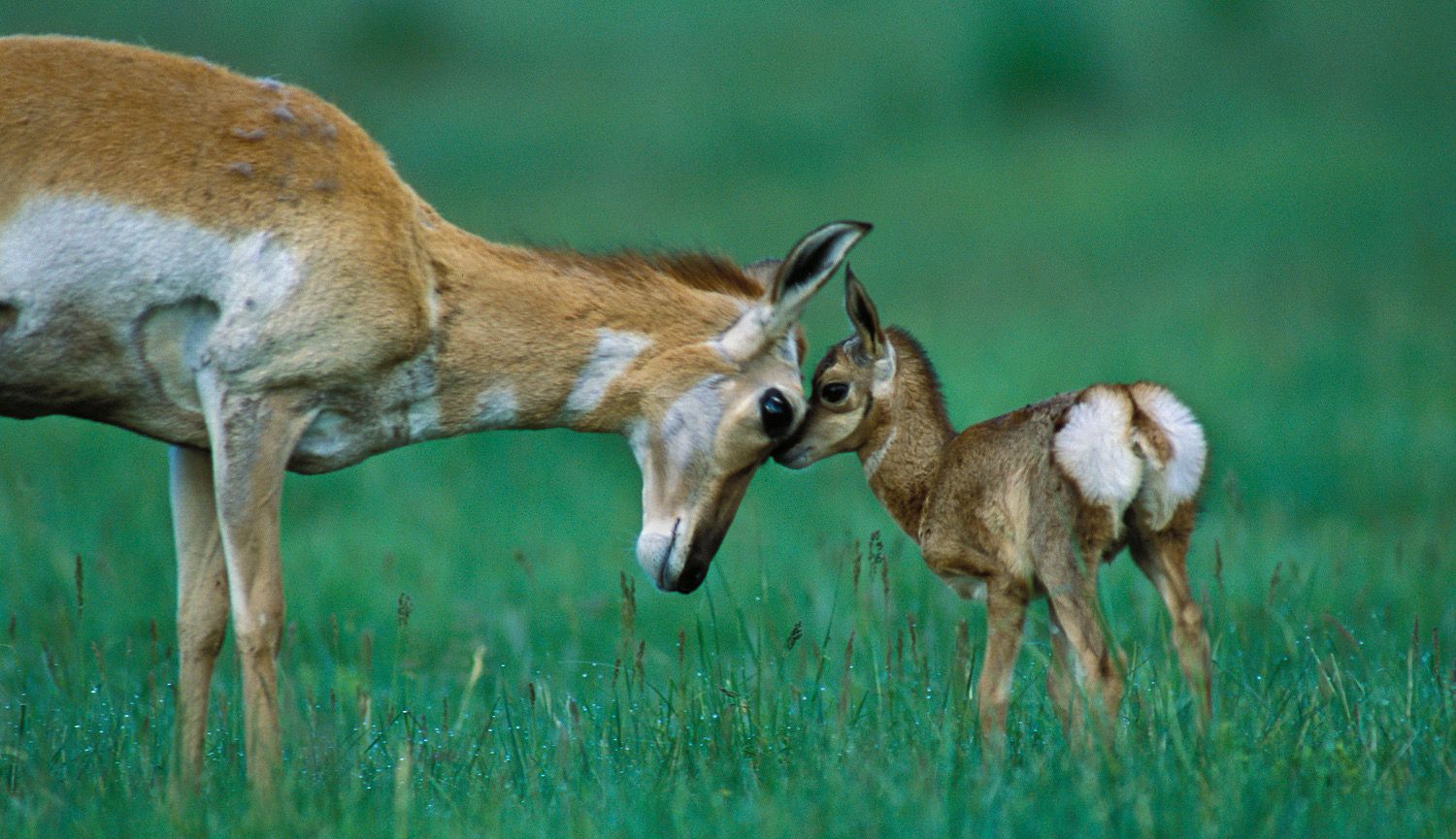 Two deer, a mother and baby in a green field.