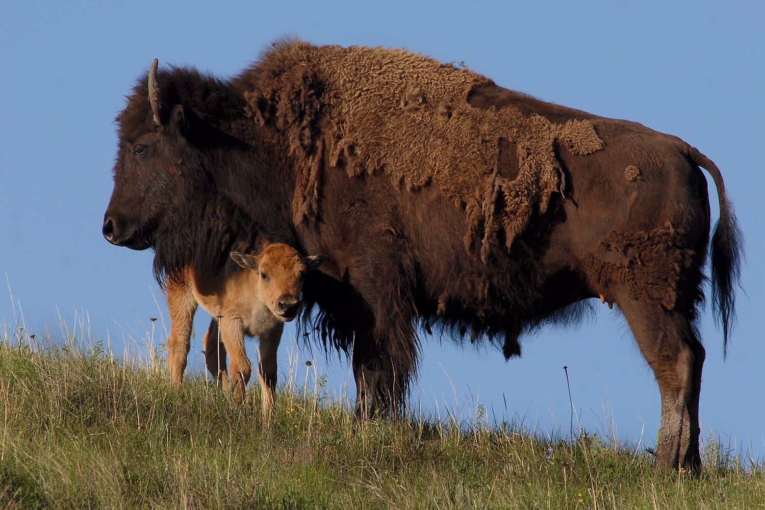 Custer Fire Images of destruction, hope South Dakota News Watch