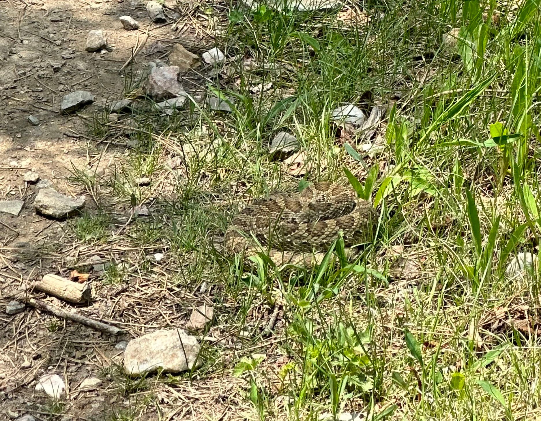 Rattlesnake in the Black Hills