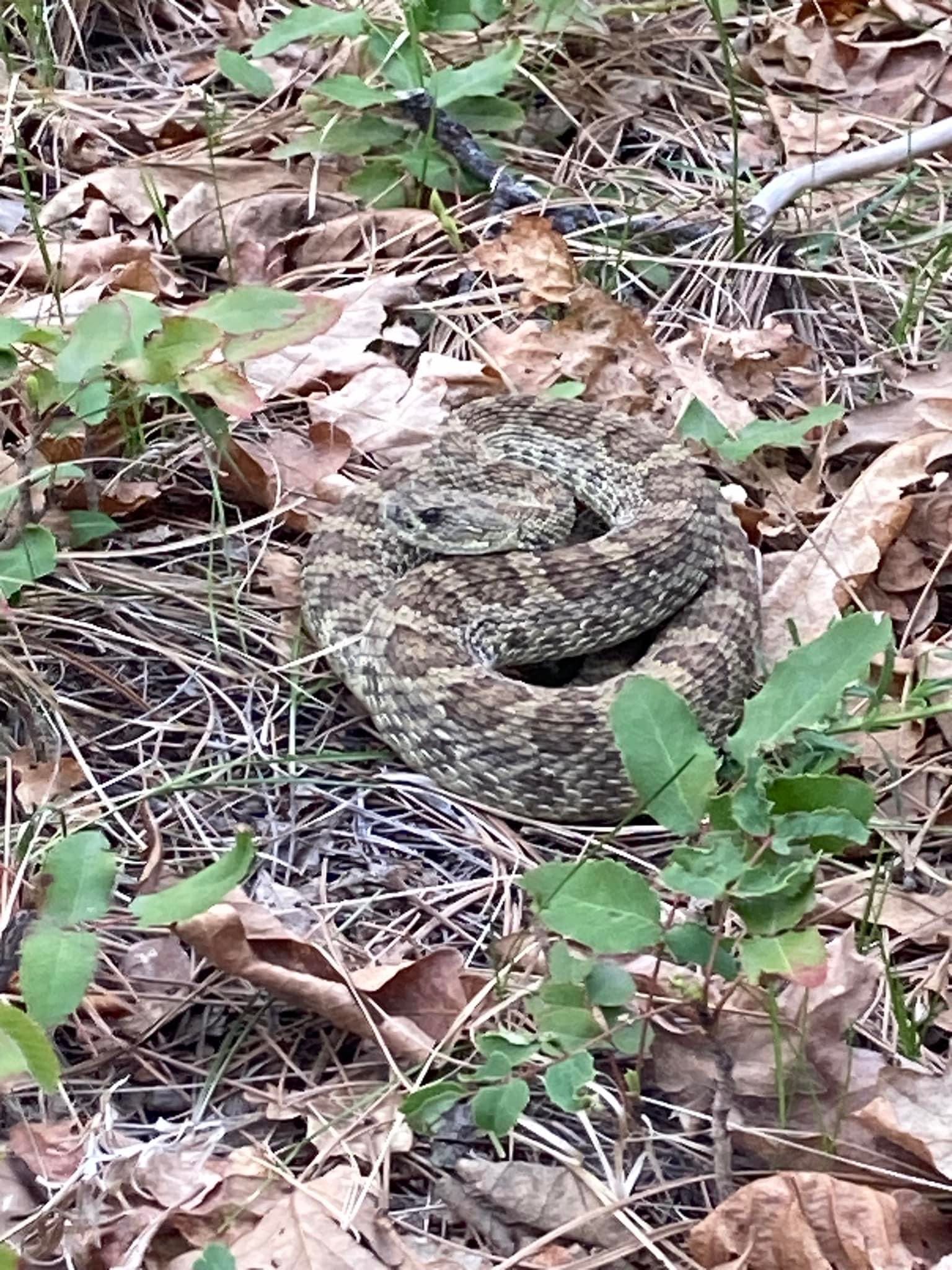 Rattlesnake in Sturgis