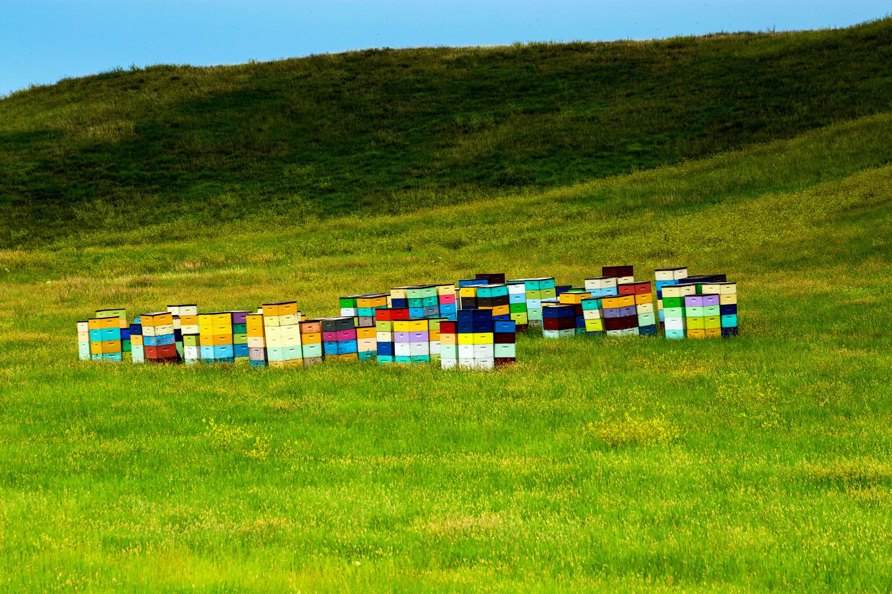 South Dakota bees