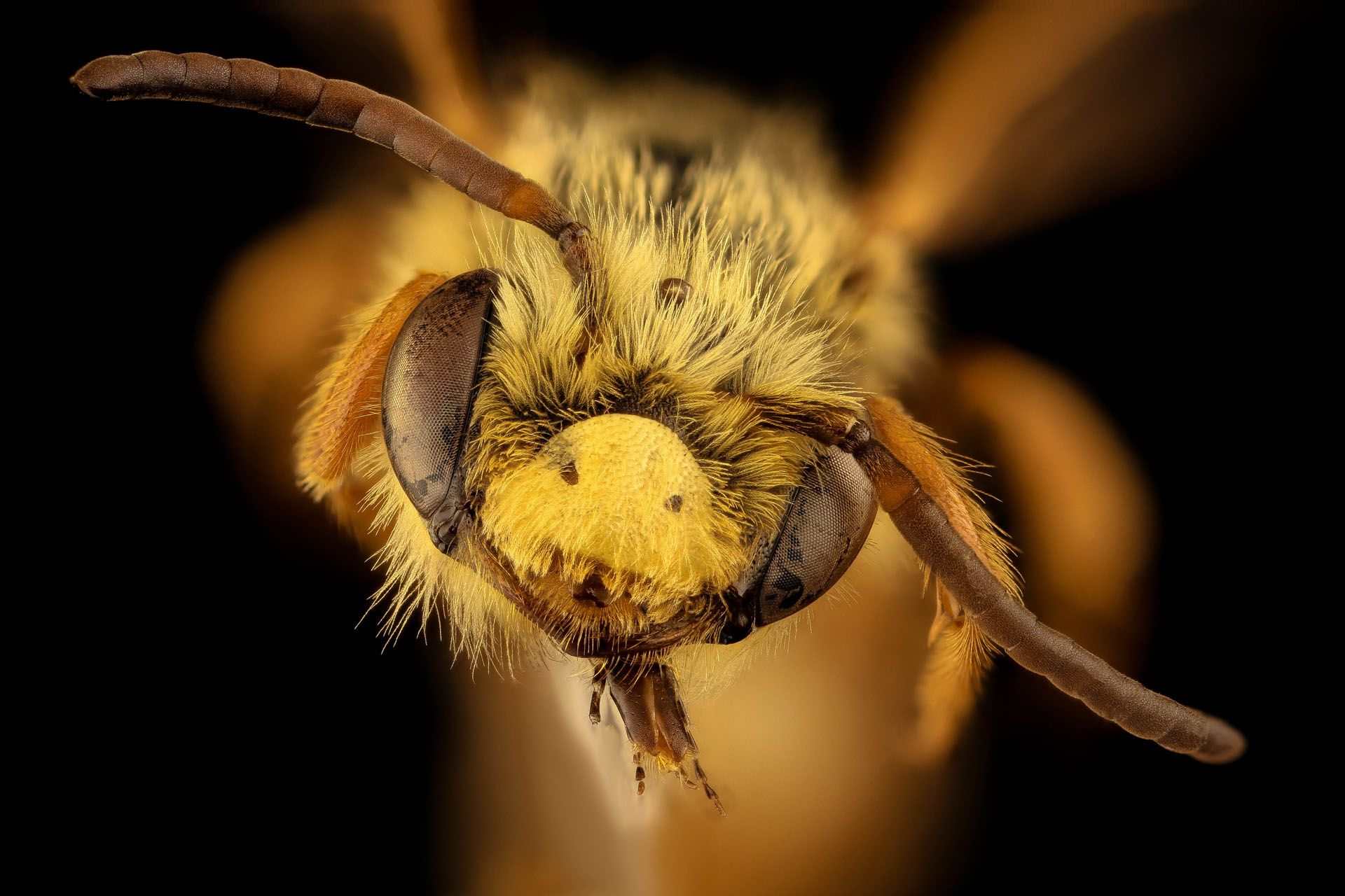South Dakota bee found in Badlands