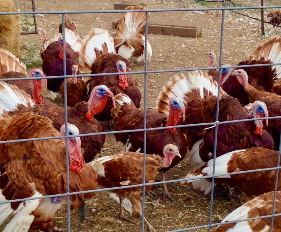 Bourbon Red heritage tom and hen turkeys