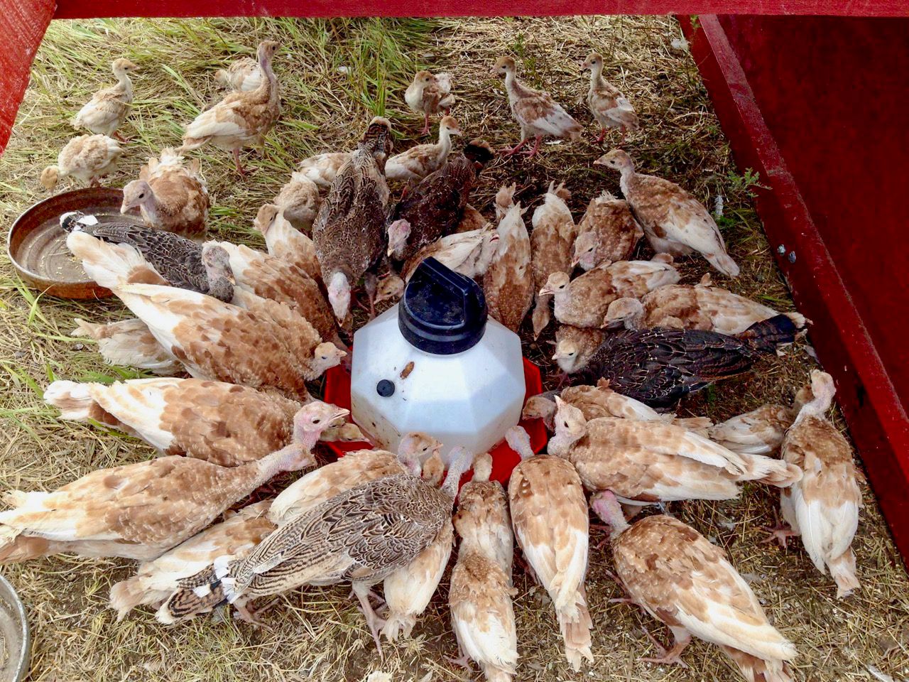 Heritage turkey poults gather around to eat and drink