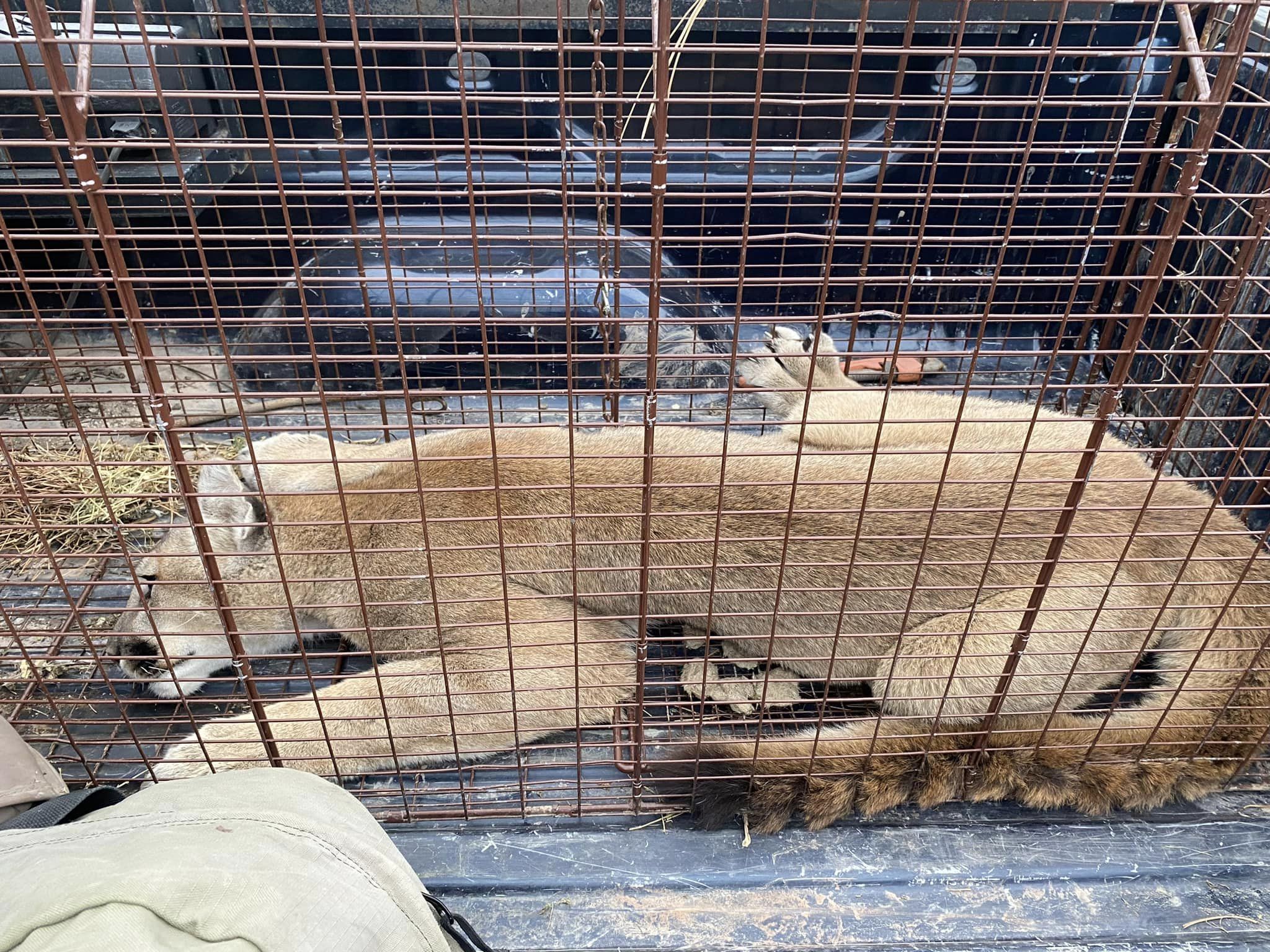 Mountain lion caught in Spearfish