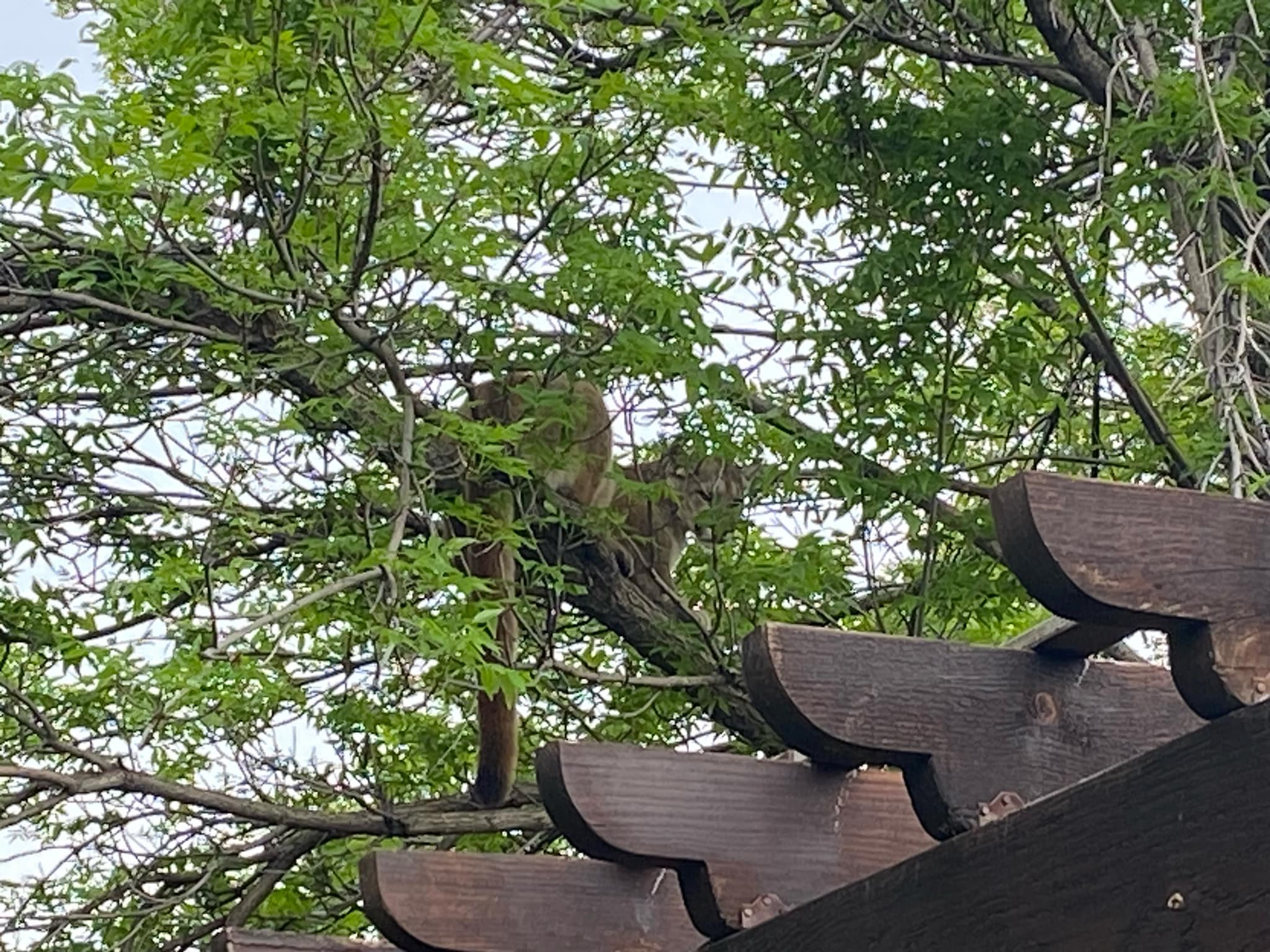 Mountain lion in Spearfish tree