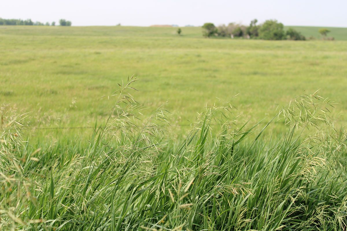 CRP land near Watertown.