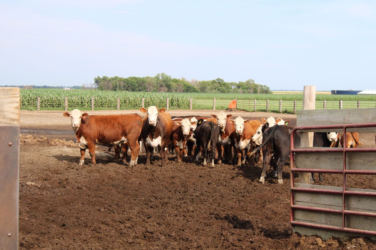 South Dakota cattle