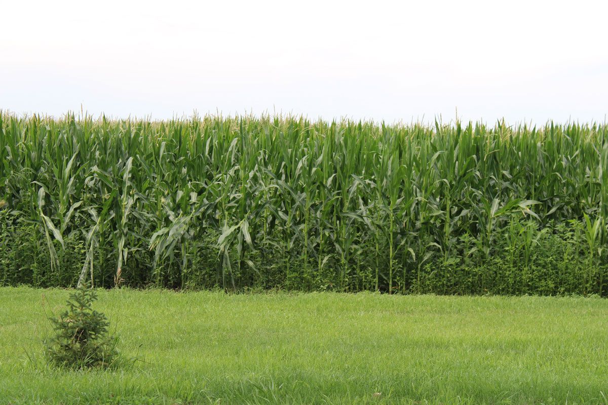 South Dakota corn field